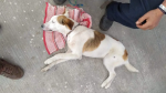 Foto: Cortesía Animal afectado por gusano barrenador en Tlaxcala