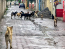Foto: Cortesía Perros en situación de calle en una zona urbana de Tlaxcala.