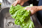 Foto: Cortesía Personal analiza muestras de lechuga en laboratorio.