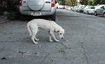 Ayuntamiento de Puebla analiza endurecer sanciones por maltrato animal