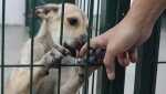 Solo cinco denuncias por crueldad animal llegan a la Fiscalía en Puebla, pese a decenas de reportes cada mes