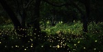 Luciérnagas iluminando un bosque de Tlaxcala durante la noche.