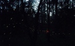 Foto: Cortesía Luciérnagas iluminando el bosque durante la temporada en Tlaxcala.