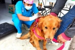 Foto: Cortesía Veterinarios realizan esterilización gratuita de perros y gatos en Tlaxcala.