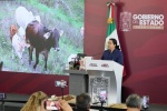 Foto: Cortesía Registra Puebla 201 casos activos de gusano barrenador