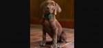 Foto: Cortesía Scooby y Shaggy en el primer adelanto de la serie live action.
