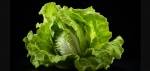 Foto: Cortesía La lechuga vuelve a ganar atención por sus beneficios digestivos