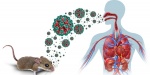 Ratón en espacio cerrado relacionado con transmisión de hantavirus