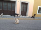Alertan por gusano barrenador en perros en Tlaxcala y falta de estrategia