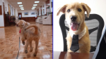Foto: Cortesía Rollo, cachorro en Palacio Nacional