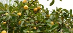 Foto: Cortesía Té de hojas de guayaba