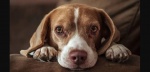 Foto: Cortesía Perro y gato como mascotas