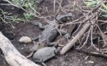 Foto: Cortesía Cocodrilo lleva ocho meses en Laguna de San Baltazar; piden su reubicación