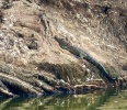 Foto: Cortesía Cocodrilo anda suelto en San Baltazar