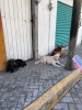 Incertidumbre y abandono: el destino de los perritos de "Don Huesos" tras su fallecimiento en Tlaxcala
