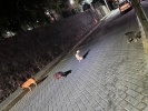 Incertidumbre y abandono: el destino de los perritos de "Don Huesos" tras su fallecimiento en Tlaxcala