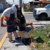 San Pedro Cholula advierte multas por tirar residuos cárnicos en la vía pública