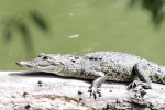 Foto: Cortesía Baltazar, la estrella de la laguna