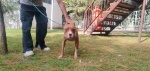 Foto: Cortesía Canina “Cariño” recibe atención veterinaria