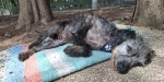 Nita, perrita rescatada en Puebla