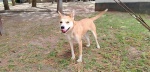 Canina Akari bajo atención médica