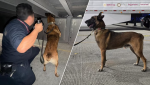 Foto: Cortesía Perro detector durante revisión de un tractocamión en Tijuana.
