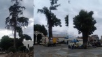 Foto: Cortesía Denuncian ecocidio en Parque Hidalgo de Chiautempan por obras de remodelación