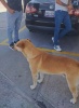 "Wero" lomito gasero, regresa a la estación sano y salvo; su rescatista recibe recompensa de gasolina