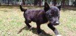 Foto: Cortesía Perros rescatados en Puebla