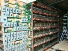 Incautan granja de criptomonedas en Tlaola