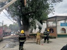 Foto: Cortesía Presunto ecocidio en La Trinidad Tenexyecac: Incendian histórico fresno de la plazuela principal