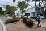Foto: Cortesía Retiran palmeras en Avenida Juárez