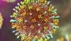 Lo que sabemos del henipavirus, el nuevo virus de origen animal identificado en china