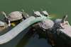 Mueren decenas de tortugas en India por posible envenenamiento 