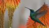 El gran significado que tenía el colibrí entre las culturas prehispánicas