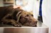 8 Enfermedades comunes en los perros y cómo se manifiestan 